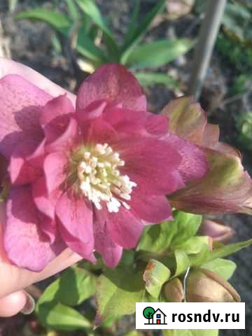 Морозник Гвардейское - изображение 1