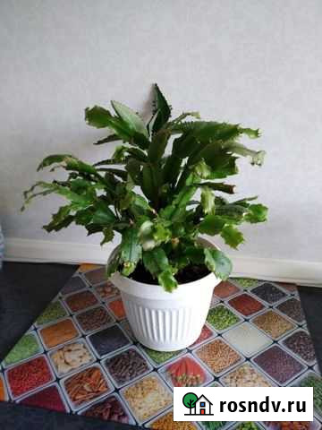 Декабрист. Цвет- фуксия Саратов - изображение 1