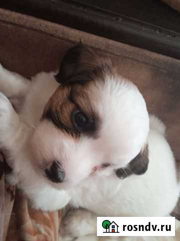 Ши-тцу Серпухов - изображение 1