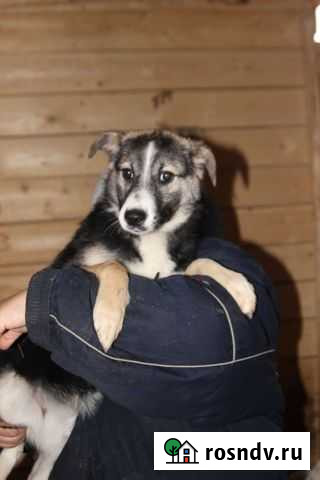 Собака в добрые руки Набережные Челны - изображение 1