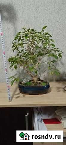 Бонсай фикус Астрахань - изображение 1