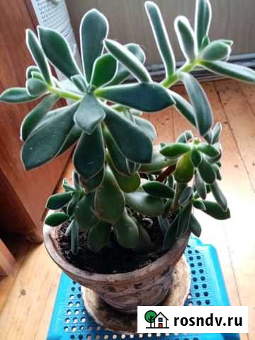 Цветок толстянка или крассула(денежное дерево) Ялта - изображение 1