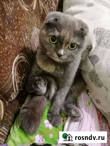 Шотландская Тольятти - изображение 1