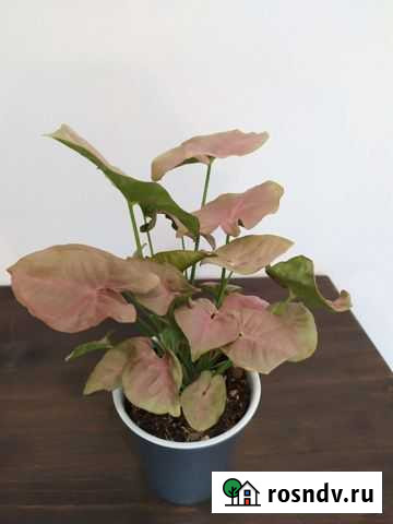 Сингониум неон пинк neon pink Краснодар - изображение 1