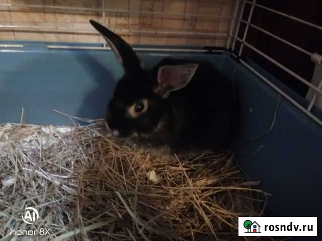 Кролик Астрахань - изображение 1