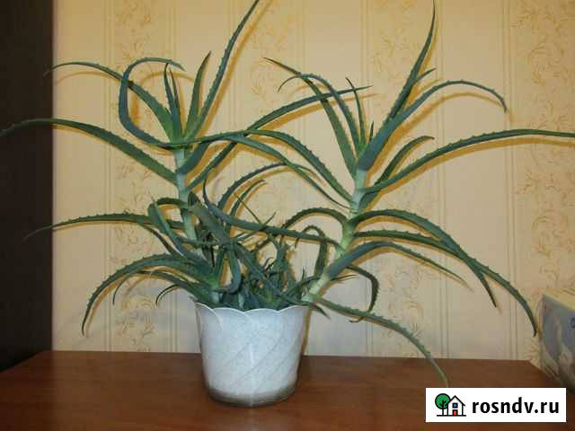 Ветки Алое Екатеринбург - изображение 1