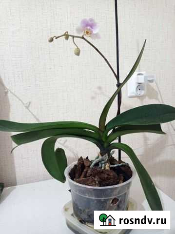 Орхидея Курск - изображение 1