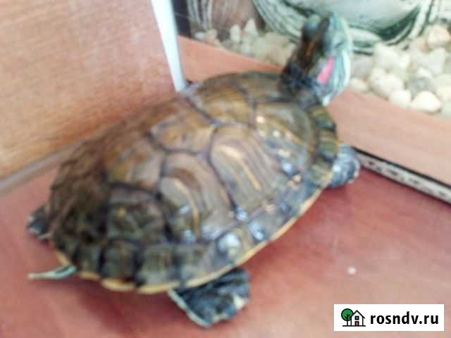 Красноухая черепаха Белгород - изображение 1
