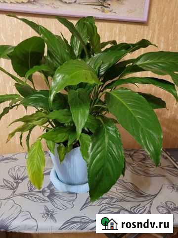 Спатифиллум Иваново - изображение 1