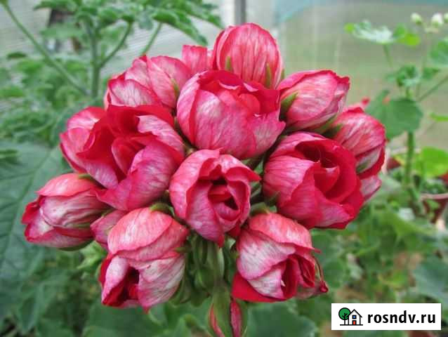 Продажа комнатных цветов Элиста - изображение 1