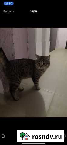 Кот в добрые руки Оренбург - изображение 1