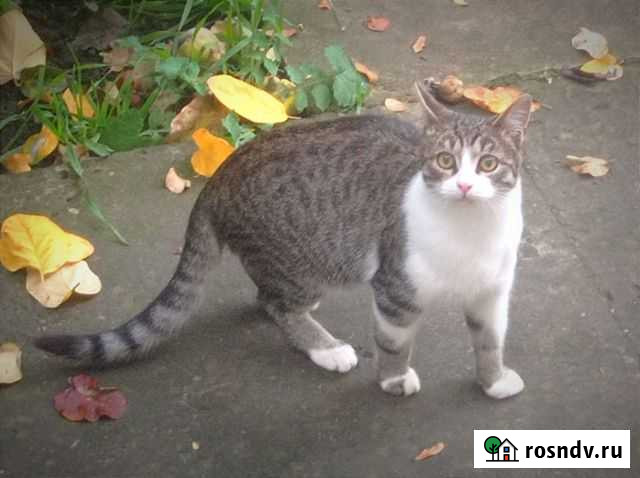 Котенок Усть-Лабинск - изображение 1