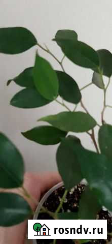 Фикус бенджамина Красноярск - изображение 1