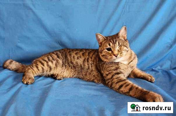 Котик Ульяновск - изображение 1