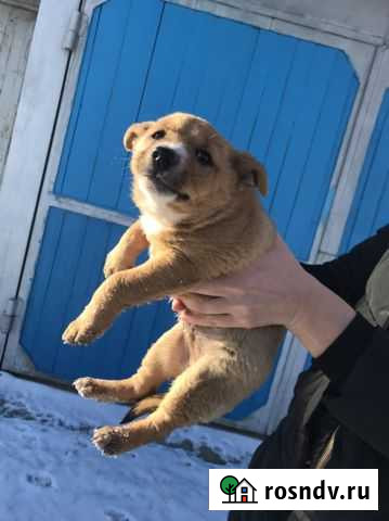 Щенок мальчик в добрые руки Каменск-Уральский - изображение 1