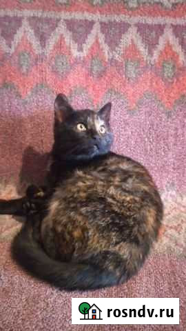 Кошечки Старая Русса - изображение 1