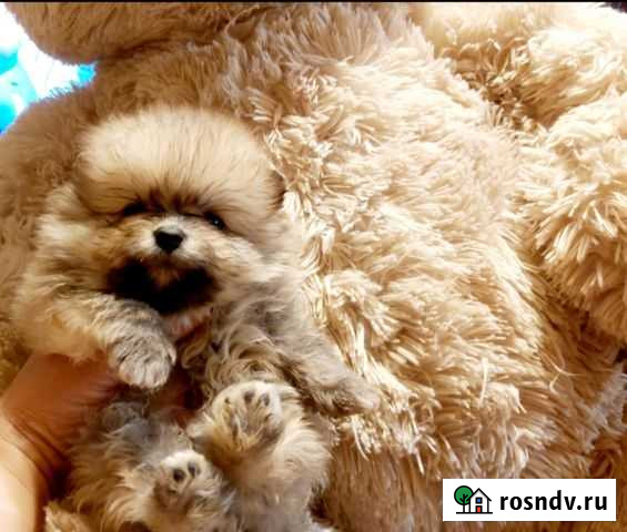 Шпицы Нижний Тагил - изображение 1