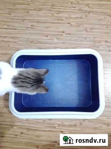 Лоток для кошек Йошкар-Ола - изображение 1