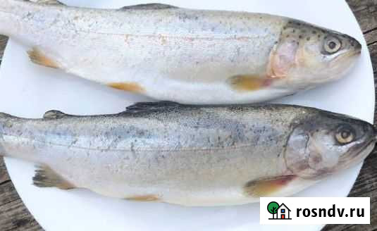 Форель речная Артикул№88 Доставка на дом, ресторан Видное - изображение 1