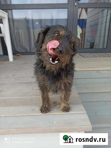 Отдадим в добрые руки Ейск - изображение 1