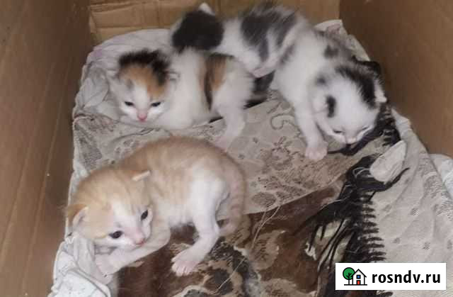 Отдам в добрые руки котят Табуны - изображение 1