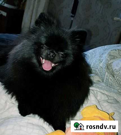 Жених медвежонок шпиц Нижнекамск - изображение 1