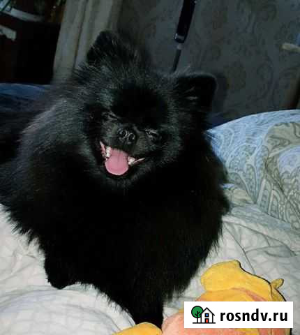 Жених медвежонок шпиц Нижнекамск - изображение 1