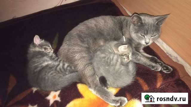 Британские котята(помесь) Улан-Удэ - изображение 1