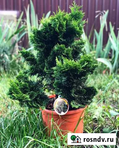 Кипарисовик тупой - нана грацилис Симферополь - изображение 1