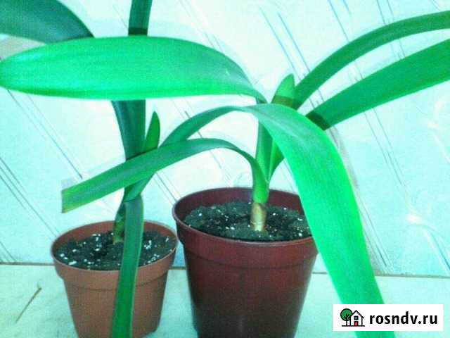 Кливия Гардена Ижевск - изображение 1