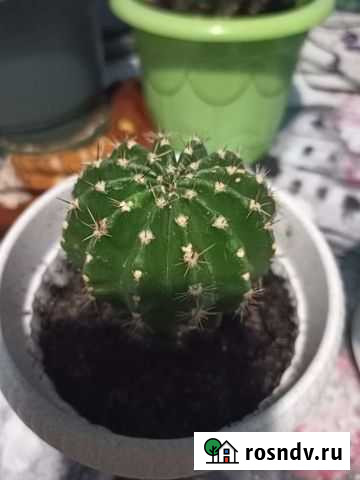 Кактус Кинель - изображение 1