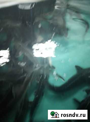 Мальки бестеру стурлуд. Для аквариумов и прудов Рыбное - изображение 1