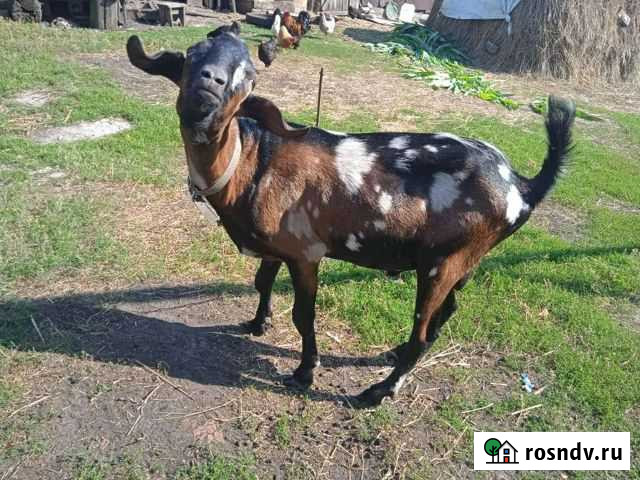 Нубийский коз?л вязка Рассказово - изображение 1