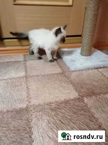 Кошка Хабаровск - изображение 1