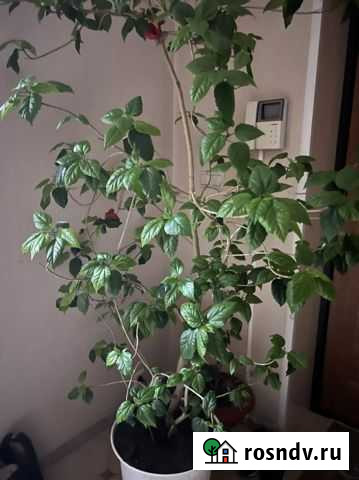 Комнатные растения цветы Магас - изображение 1