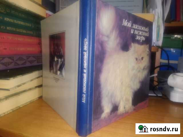 Кошки.-мой ласковый и нежный зверь Южный - изображение 1