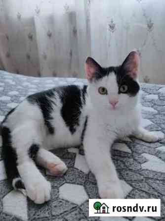Маленький котик Старый Оскол
