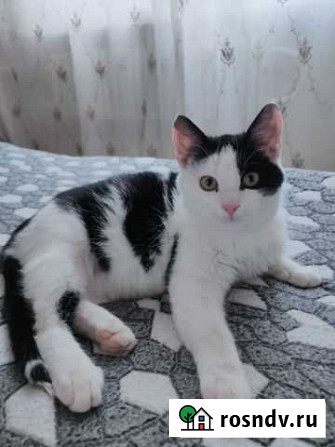 Маленький котик Старый Оскол - изображение 1