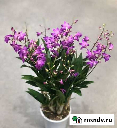 Ароматный дендробиум Берри Ода Симферополь - изображение 1