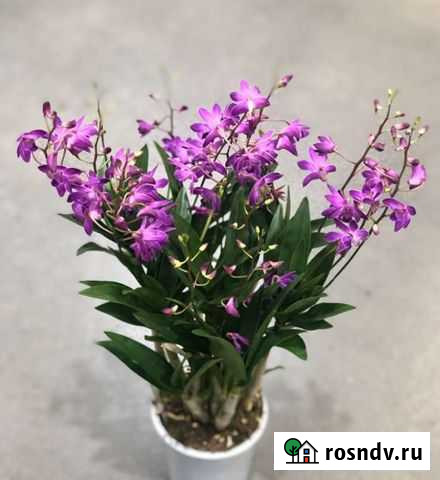 Ароматный дендробиум Берри Ода Симферополь - изображение 1