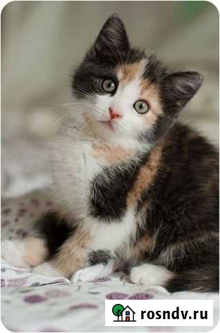 Котята в добрые руки Хабаровск - изображение 1