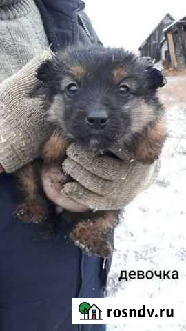 Щенки немецкой овчарки помесь Новохоперск - изображение 1