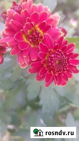 Хризантемы Саров - изображение 1