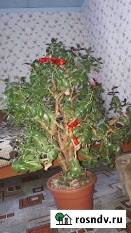 Крассула толстянка Заветы Ильича - изображение 1