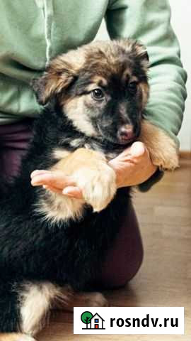 Щенки бесплатно, Приезжайте Лосино-Петровский - изображение 1