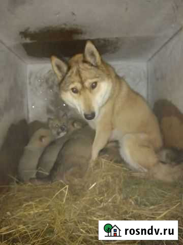 Щенки Западно сибирской лайки Сыктывкар - изображение 1