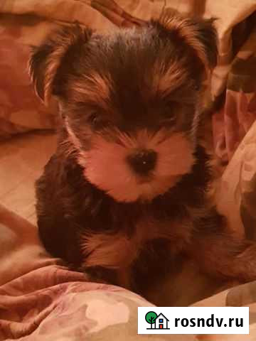 Йоркширский терьер щенки стандарт Петра Дубрава - изображение 1