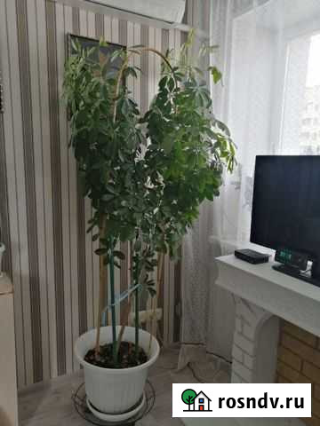 Шефлера и фикус Белгород - изображение 1