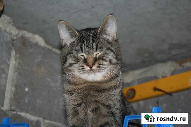 Котенок-подросток Белгород - изображение 1