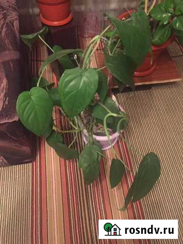 Цветок Калач - изображение 1